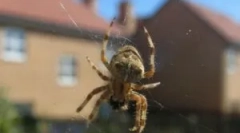 Metódy a nástroje, ako sa zbaviť pavúkov